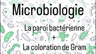 microbiologie L2 SNV 🦠🔬  la paroi bactérienne  coloration de Gram [upl. by Nannarb]