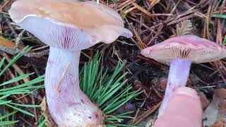 Cómo diferenciar el pie azul de cortinarius azules parecidos Lespista nuda vs Cortinarius spp [upl. by Nal950]