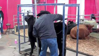 Passing a Stomach Tube to Administer Large Volumes of Fluids to Dairy Cows [upl. by Nahaj]