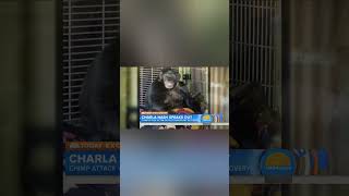 Tragic Incident of Charla Nashs Chimpanzee Attackshorts [upl. by Naitsirc876]