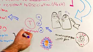 mycobacterium tuberculosis quotمرض السل الرئوي quotالتدرن [upl. by Arabrab]