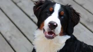 List of 31 Herding Dog Breeds [upl. by Otrevogir279]