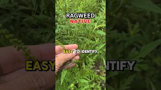 Ragweed causes seasonal allergies shorts [upl. by Euv]