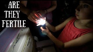 Candling the Rarest Breed of Chickens Egg [upl. by Davie694]