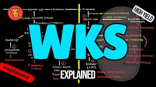 WERNICKEKORSAKOFF SYNDROME Pathogenesis Clinical symptoms Treatment [upl. by Eric]