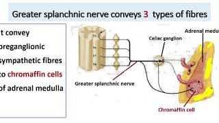 Greater splanchnic nerve the medial branch of sympathetic ganglion [upl. by Eleaffar]