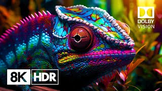 The Ultimate 8K HDR Experience Natures Glory in Ultra HD 60fps Dolby Vision™ [upl. by Annocahs]