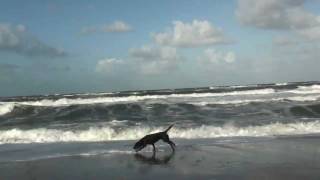 Hundeurlaub Dänemark Hunde toben am Strand [upl. by Eanehs526]