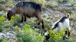 Keçi Yetiştiriciliği  Keçi Yetiştirmede Temel Sorunlar ve Çözümleri [upl. by Arehahs]