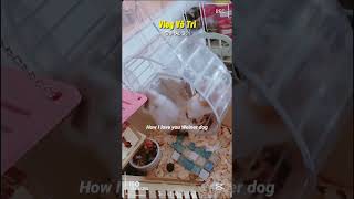 Hamster Vô tri Hamster hamsters pets pet hamsterbabies hamsterbaby [upl. by Ahs]