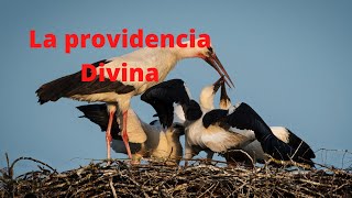 Confianza en la providencia de Dios Por Juan Martín Valdez [upl. by Eilsehc]