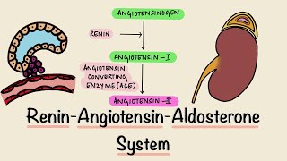 Renin Angiotensin Aldosterone System  RAAS  Juxtaglomerular Apparatus  JGA  Renal Physiology [upl. by Earahs485]