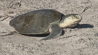 Kemps ridley sea turtle spotted nesting at Galveston Island State Park for second year in a row [upl. by Rivi872]