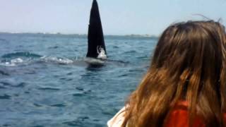 Big Orca Whale cuts in front of Charlotte on a tour with Kaikoura Kayaks NZ [upl. by Seraphina]