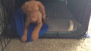 Vizsla Puppy Confinement area setup 7 weeks [upl. by Lada]