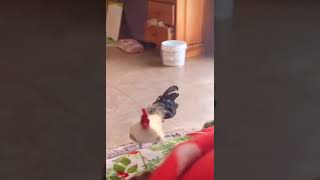 Rooster as an alarm clock shorts [upl. by Ettore]