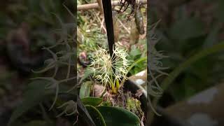 Bulbophyllum laxiflorum wangi [upl. by Mannie]