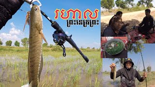 បបក់ត្រីស្រែក្រោយវត្តរហាល​  ស្រុកព្រះនេត្រព្រះ ខេត្តបន្ទាយមានជ័យ  Season Fishing And Cooking Fish [upl. by Niotna]