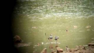 Threebanded Plover near Aswan Egypt 20100501 [upl. by Franciska]