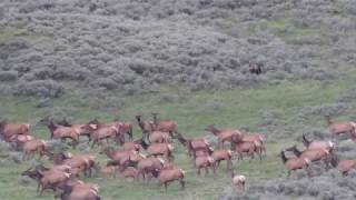 Grizzly Bear Chases Elk in Yellowstone NP [upl. by Wolfie495]