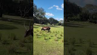 Please subscribe 😁 AnkoleWatusi big horned cattle [upl. by Wedurn]