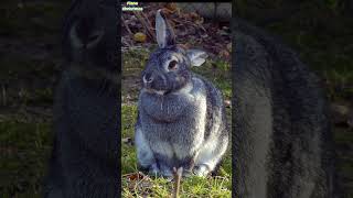 Bunny Rabbit Cute cute bunny bunnylife animals animalshorts [upl. by Ludwig]