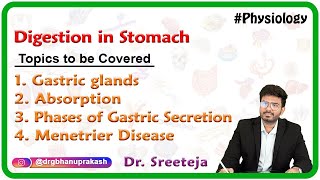 Digestion In Stomach Gastric glands Absorption Phases of gastric secretion Menetrier disease [upl. by Anahsal320]