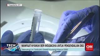 Nyamuk Jadi Pahlawan Kenalan dengan Wolbachia [upl. by Erinna803]