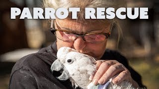 Abused and Abandoned Parrots Find Salvation [upl. by Lamberto]