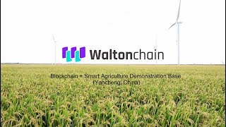 Waltonchains Blockchain  IoT solution for Smart Agriculture [upl. by Natloz]