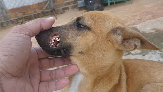 Look whats wrong with this stray puppy feeding my dogs cows head super delicious [upl. by Teleya]