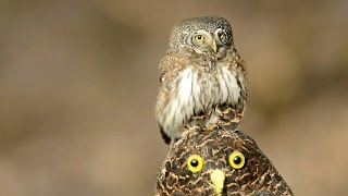 Воробьиный сыч  мелкая сова Eurasian pygmy owl [upl. by Jaynell]