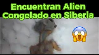 alerta ultimahora Encuentran Alien congelado en siberia [upl. by Thatch94]