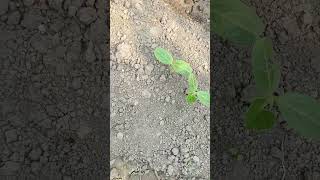 Winter Gourds The Ultimate Garden Hack growings gourds garden answer grow gourds urban homstead [upl. by Nois]