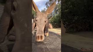 Meet the Aardvark Africas Fascinating Insect Hunter [upl. by Giesser]