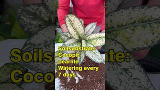 Mastering Aglaonema Snow White Propagation A Comprehensive Guide shorts asmrvideo houseplants [upl. by Barn]