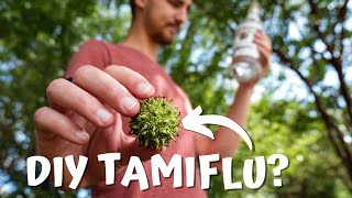 Can Sweetgum be used to make DIY Tamiflu [upl. by Cull565]