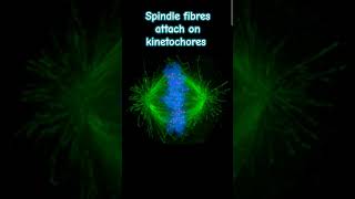 Attachment of spindle fibres on kinetochore during celldivision cytology chromosome neet [upl. by Nyrhtakyram239]