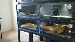 Warning Live Feeding Reticulated Pythons [upl. by Etnohc736]