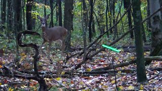 DEER HUNTING 2023  Evianna Crossbow Whitetail Doe Hunt Pennsylvania  DROPS IN SIGHT  NO BLIND [upl. by Conrade]