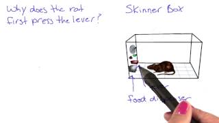 Skinner box  Intro to Psychology [upl. by Golightly]