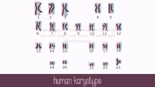 Genes and Chromosomes [upl. by Amary83]