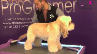 How to groom a Cockapoo  Teddybear Trim  Grooming Guide  Pro Groomer [upl. by Lennej]