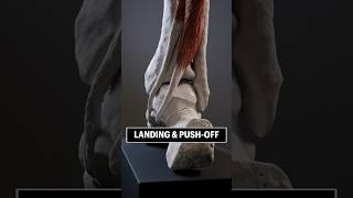 Your FEET look like THIS during LANDING amp PUSHOFF foot anatomy biomechanics [upl. by Bow]