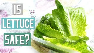 Is Lettuce Safe For Rabbits [upl. by Dudden877]