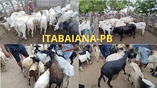 FEIRA DE ANIMAIS DE ITABAIANAPB DISTRITO CARIATÁ 22102023 [upl. by Ennaimaj]