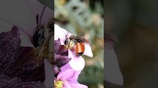 a Redgirdled Mining Bee in the Spring [upl. by Atsyrk]