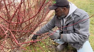 Red Osier Dogwood and Black Knight Butterfly bush pruning [upl. by Nidya]