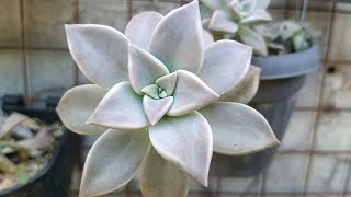 Graptopetalum Paraguayense Ghost Plant •Succulent in Lowland [upl. by Naihtsirc413]