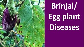 Diseases Management of Brinjal Solanum melongena [upl. by Ylurt]